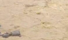 Anton Diduga Kuasai Dua Ekskavator PETI di Hutan Lindung Kipek dan Media Direspon Arogan