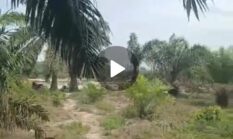 Nama Oknum Kades Disebut Warga, PETI di Katipo Pura dan Semelinang Tebing Diduga Berjalan Bebas