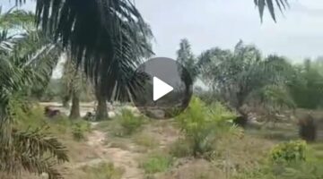 Nama Oknum Kades Disebut Warga, PETI di Katipo Pura dan Semelinang Tebing Diduga Berjalan Bebas