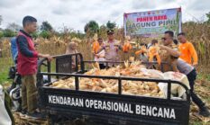 Panen Raya Jagung Pipil BUMDes Karya Mandiri Desa Benai Kecil, Dukung Program Swasembada Pangan 2026