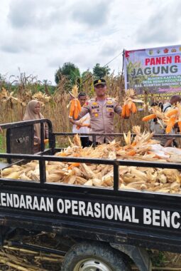 Panen Raya Jagung Pipil BUMDes Karya Mandiri Desa Benai Kecil, Dukung Program Swasembada Pangan 2026