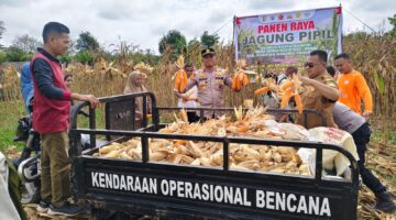 Panen Raya Jagung Pipil BUMDes Karya Mandiri Desa Benai Kecil, Dukung Program Swasembada Pangan 2026