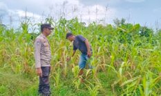Polsek Hulu Kuantan Cek Perkembangan Tanaman Jagung di Desa Tanjung Medang, Dukung Program Swasembada Pangan 2026