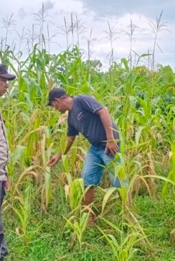 Polsek Hulu Kuantan Cek Perkembangan Tanaman Jagung di Desa Tanjung Medang, Dukung Program Swasembada Pangan 2026