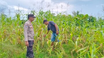 Polsek Hulu Kuantan Cek Perkembangan Tanaman Jagung di Desa Tanjung Medang, Dukung Program Swasembada Pangan 2026