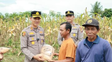 Polisi Cinta Petani, Kapolres Kuansing Bersama Kelompok Tani Panen Raya 21 Ton Jagung Pipil