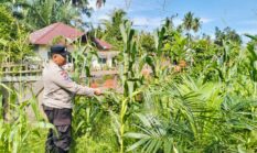 Pengecekan Tanaman Jagung Dukung Program Swasembada Pangan 2026 di Desa Tanjung Berjalan Lancar