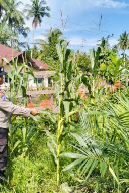 Pengecekan Tanaman Jagung Dukung Program Swasembada Pangan 2026 di Desa Tanjung Berjalan Lancar