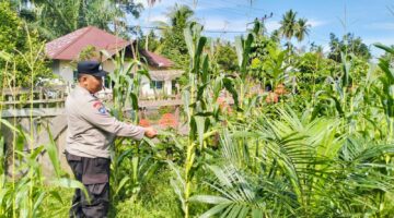 Pengecekan Tanaman Jagung Dukung Program Swasembada Pangan 2026 di Desa Tanjung Berjalan Lancar