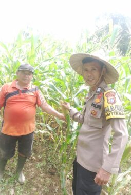 Polisi Cek Tanaman Jagung Warga di Kuantan Hilir, Dukung Program Swasembada Pangan 2026