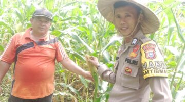 Polisi Cek Tanaman Jagung Warga di Kuantan Hilir, Dukung Program Swasembada Pangan 2026
