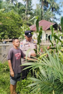 Polsek Hulu Kuantan Cek Perkembangan Tanaman Jagung Ketahanan Pangan di Desa Tanjung