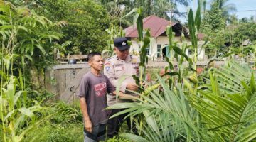 Polsek Hulu Kuantan Cek Perkembangan Tanaman Jagung Ketahanan Pangan di Desa Tanjung