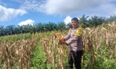 Bhabinkamtibmas Polsek Singingi Cek Tanaman Jagung Pipil, Dukung Ketahanan Pangan Nasional