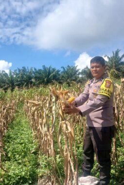 Bhabinkamtibmas Polsek Singingi Cek Tanaman Jagung Pipil, Dukung Ketahanan Pangan Nasional