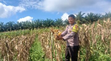 Bhabinkamtibmas Polsek Singingi Cek Tanaman Jagung Pipil, Dukung Ketahanan Pangan Nasional