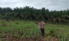 Polsek Hulu Kuantan Cek Perkembangan Jagung Ketahanan Pangan di Desa Sungai Kelelawar