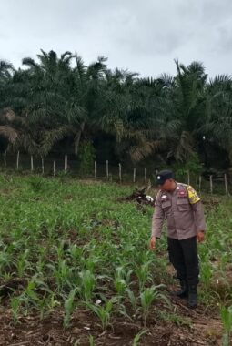 Polsek Hulu Kuantan Cek Perkembangan Jagung Ketahanan Pangan di Desa Sungai Kelelawar
