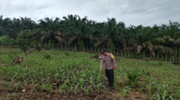 Polsek Hulu Kuantan Cek Perkembangan Jagung Ketahanan Pangan di Desa Sungai Kelelawar