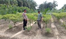 Polsek Singingi Dukung Ketahanan Pangan, AKP Azhari Tinjau Pekarangan Cabai Produktif Warga