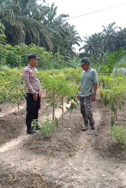 Polsek Singingi Dukung Ketahanan Pangan, AKP Azhari Tinjau Pekarangan Cabai Produktif Warga