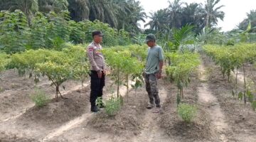 Polsek Singingi Dukung Ketahanan Pangan, AKP Azhari Tinjau Pekarangan Cabai Produktif Warga