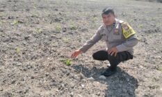 Polsek Kuantan Tengah Tinjau Ketahanan Pangan Jagung Pipil di Desa Koto Sentajo, Tanaman Tumbuh Baik