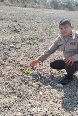 Polsek Kuantan Tengah Tinjau Ketahanan Pangan Jagung Pipil di Desa Koto Sentajo, Tanaman Tumbuh Baik