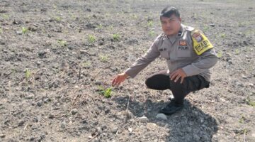 Polsek Kuantan Tengah Tinjau Ketahanan Pangan Jagung Pipil di Desa Koto Sentajo, Tanaman Tumbuh Baik
