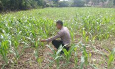 Polisi Cinta Petani, Polsek Kuantan Mudik Cek Perkembangan Jagung Pipil di Desa Air Duri
