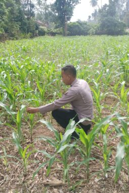 Polisi Cinta Petani, Polsek Kuantan Mudik Cek Perkembangan Jagung Pipil di Desa Air Duri