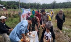 Dukung ketahanan pangan, Bhabinkamtibmas Polsek Singingi Hilir ikut panen jagung bersama warga