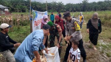 Dukung ketahanan pangan, Bhabinkamtibmas Polsek Singingi Hilir ikut panen jagung bersama warga