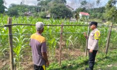 Kapolres Kuansing Pantau Perkembangan Tanaman Jagung di Hulu Kuantan, Perkuat Dukungan Swasembada Pangan 2026