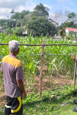 Kapolres Kuansing Pantau Perkembangan Tanaman Jagung di Hulu Kuantan, Perkuat Dukungan Swasembada Pangan 2026