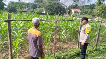 Kapolres Kuansing Pantau Perkembangan Tanaman Jagung di Hulu Kuantan, Perkuat Dukungan Swasembada Pangan 2026