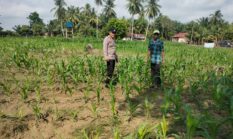 Polsek Cerenti lakukan pengecekan tanaman jagung di lahan BUMDes Desa Sikakak untuk dukung swasembada pangan 2026