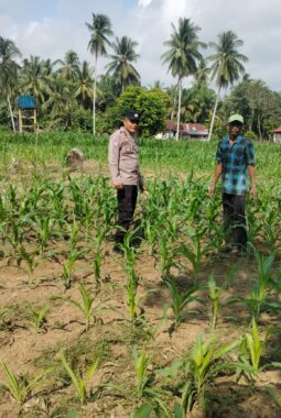 Polsek Cerenti lakukan pengecekan tanaman jagung di lahan BUMDes Desa Sikakak untuk dukung swasembada pangan 2026