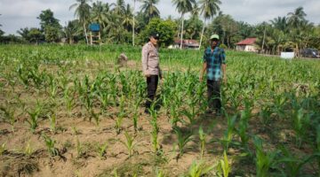 Polsek Cerenti lakukan pengecekan tanaman jagung di lahan BUMDes Desa Sikakak untuk dukung swasembada pangan 2026