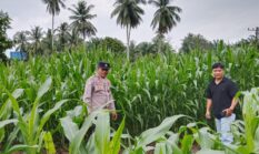 Polsek Cerenti Lakukan Pengecekan Tanaman Jagung di Lahan BUMDes Desa Sikakak, Dukung Swasembada Pangan 2026