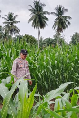 Polsek Cerenti Lakukan Pengecekan Tanaman Jagung di Lahan BUMDes Desa Sikakak, Dukung Swasembada Pangan 2026