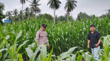 Polsek Cerenti Lakukan Pengecekan Tanaman Jagung di Lahan BUMDes Desa Sikakak, Dukung Swasembada Pangan 2026