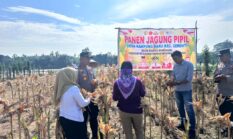 Panen Raya Jagung di Cerenti, Komitmen Polsek Cerenti Dukung Ketahanan Pangan Nasional