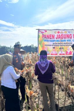 Panen Raya Jagung di Cerenti, Komitmen Polsek Cerenti Dukung Ketahanan Pangan Nasional