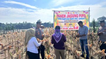 Panen Raya Jagung di Cerenti, Komitmen Polsek Cerenti Dukung Ketahanan Pangan Nasional