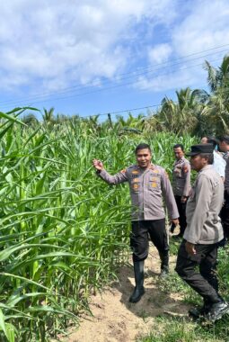 Kapolsek Cerenti Cek Perkembangan Jagung Ketahanan Pangan, Wujud Nyata Dukung Swasembada Pangan 2026