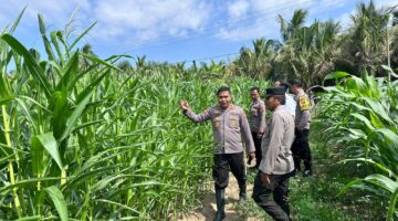 Kapolsek Cerenti Cek Perkembangan Jagung Ketahanan Pangan, Wujud Nyata Dukung Swasembada Pangan 2026