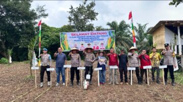 PENANAMAN JAGUNG PIPIL BUMDes Maju Bersama DESA PESIKAIAN DUKUNG PROGRAM SWASEMBADA PANGAN APBD TAHUN 2026